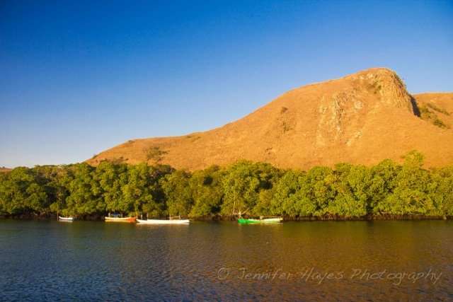 Rinca Mangroves