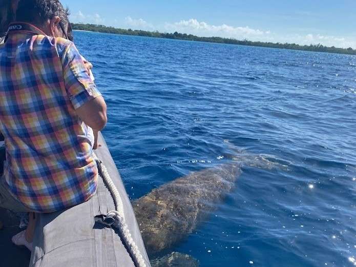 a guest watching Mawar the Dugong in Alor from the boat.