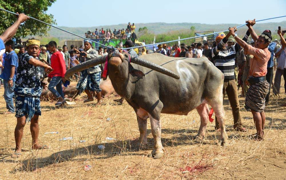 A magnificent water buffalo about to be sacrificed by aparang-wielding executioner