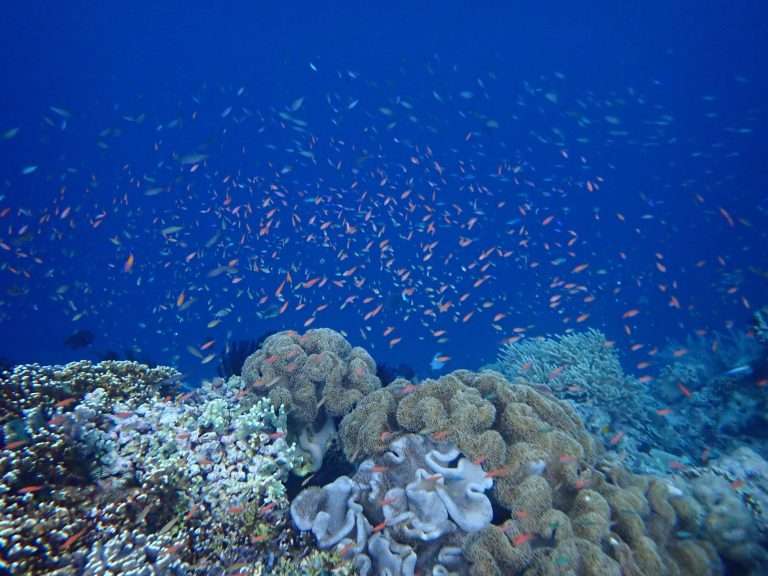 Raja ampat