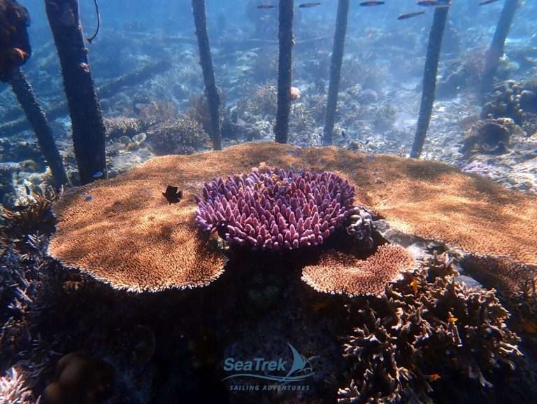 Coral reef under jetty.