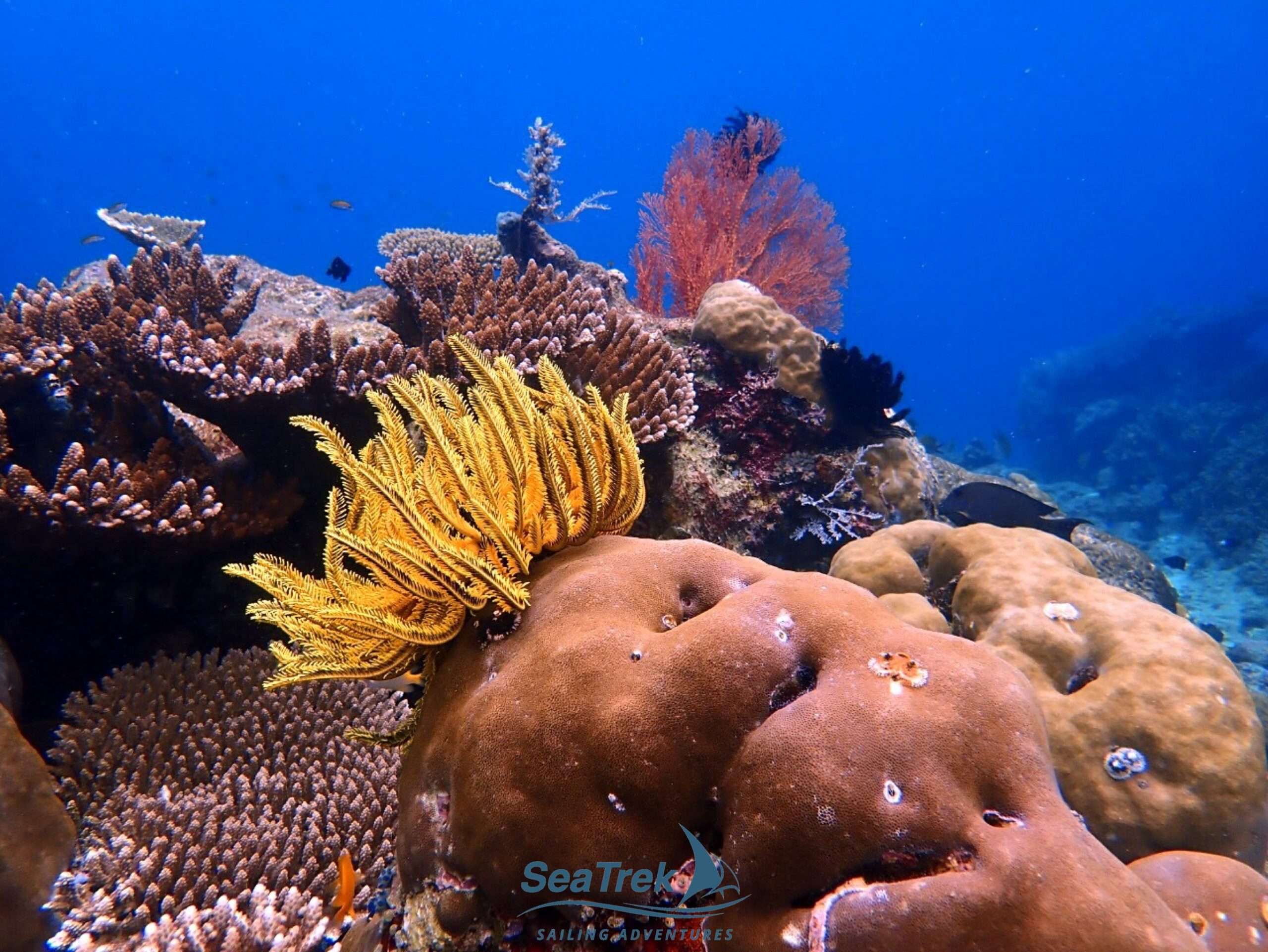 Coral Reef.