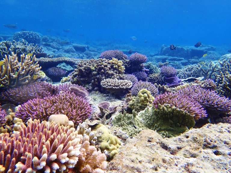 underwater spots Indonesia underwater spots Indonesia