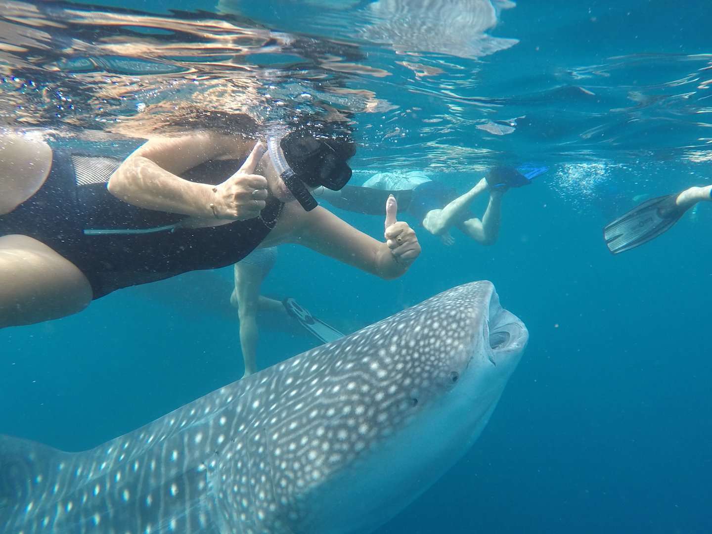Whale shark