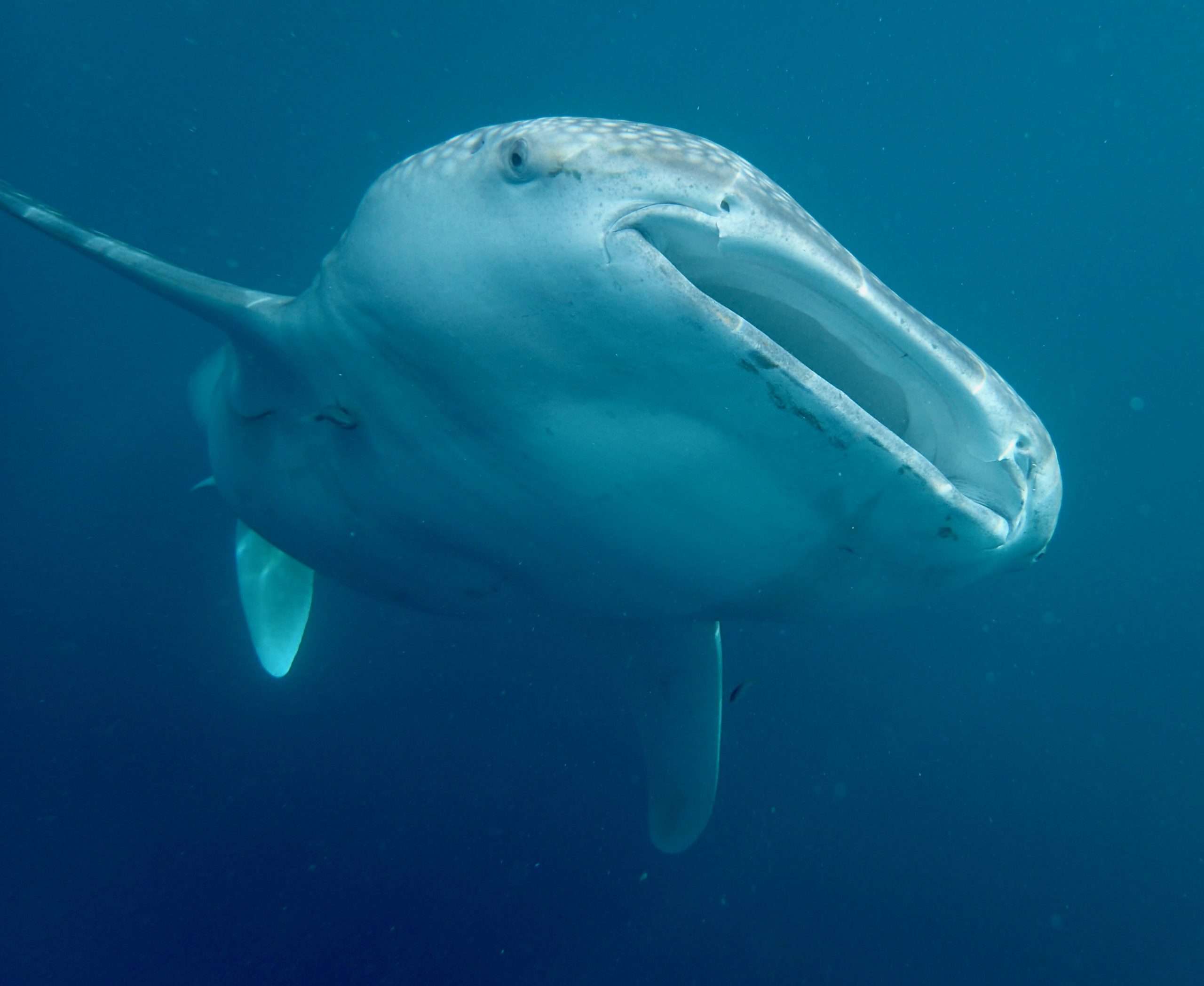 Whale shark