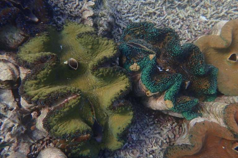 Giant clams