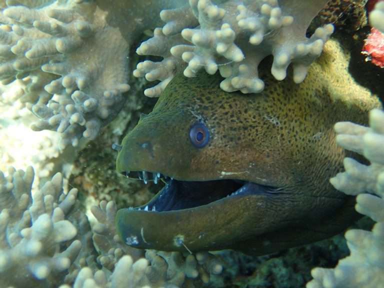Moray