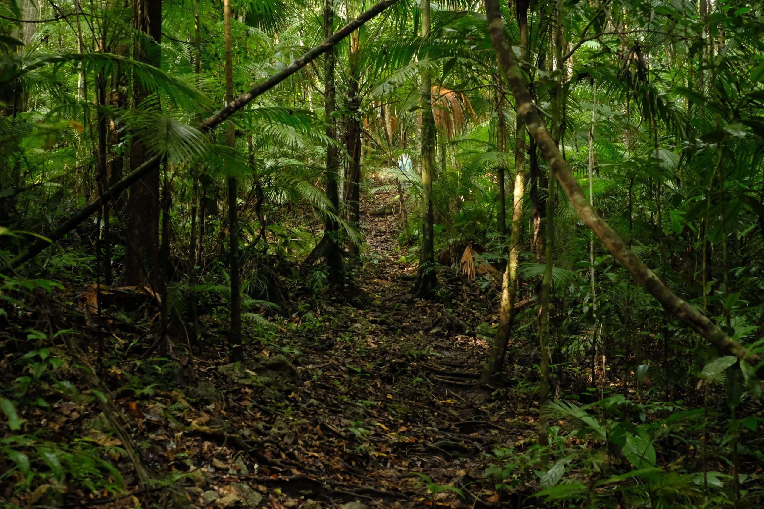 Weda rainforest(Halmahera)