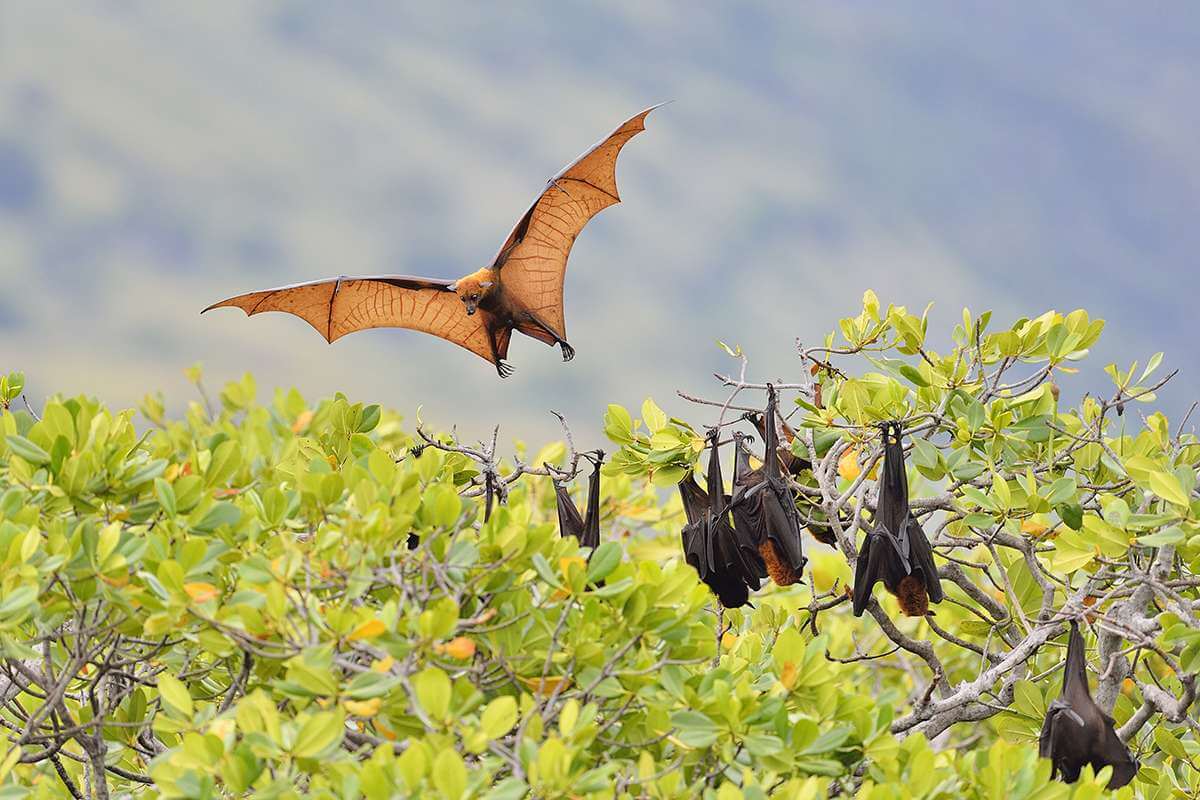 flying fox