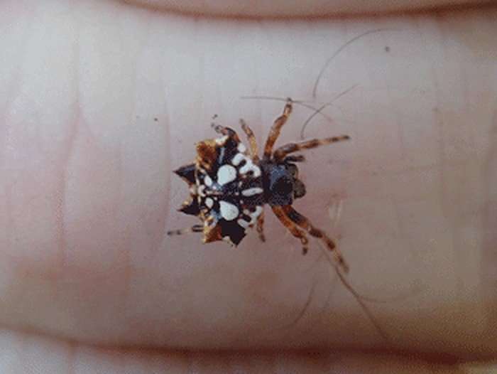Gasteracantha sp.