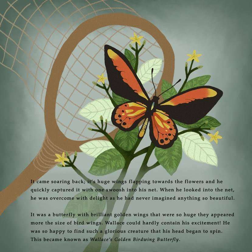 Wallace’s Golden Birdwing Butterfly