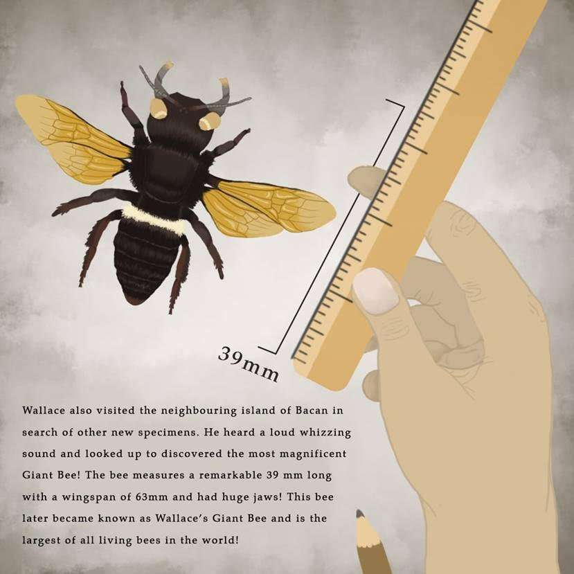 Wallace’s Giant Bee