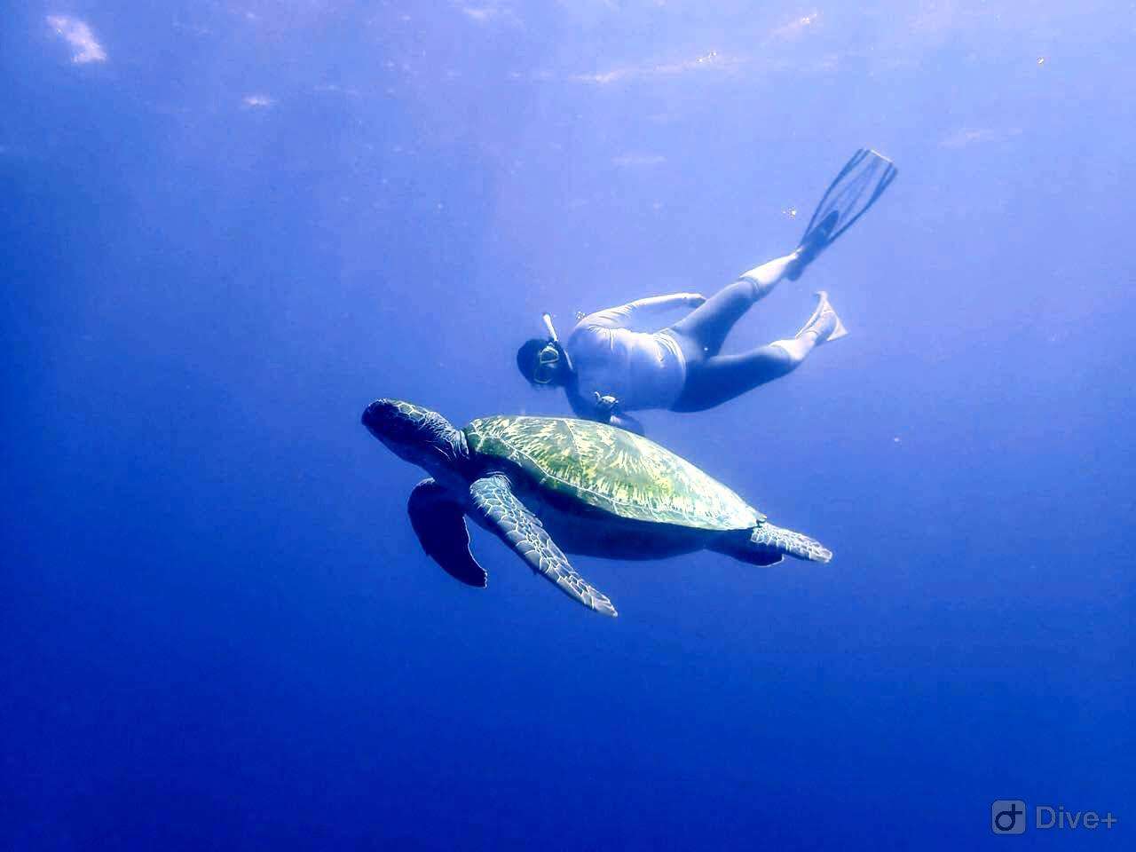 Turtle