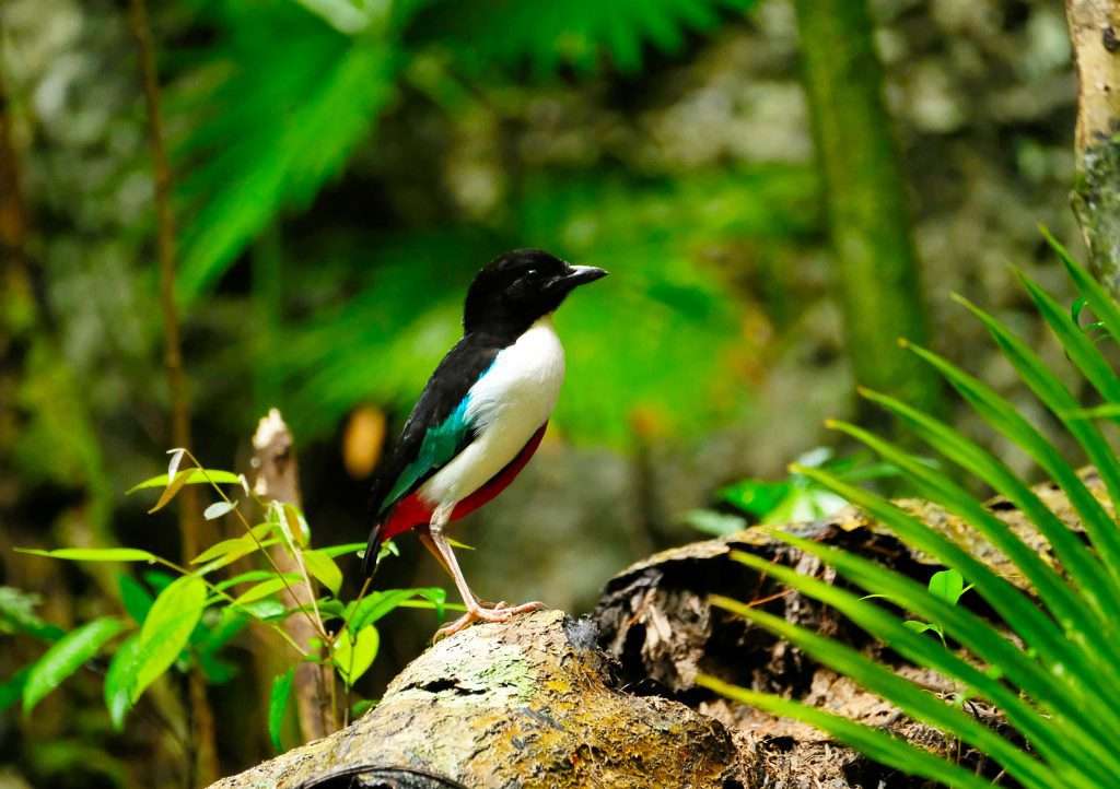 Ivory-breasted pitta