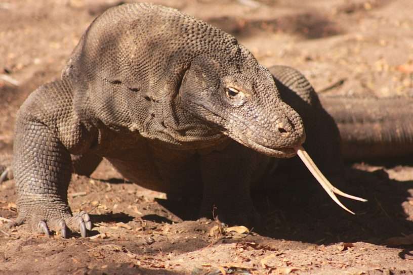 Komodo dragon