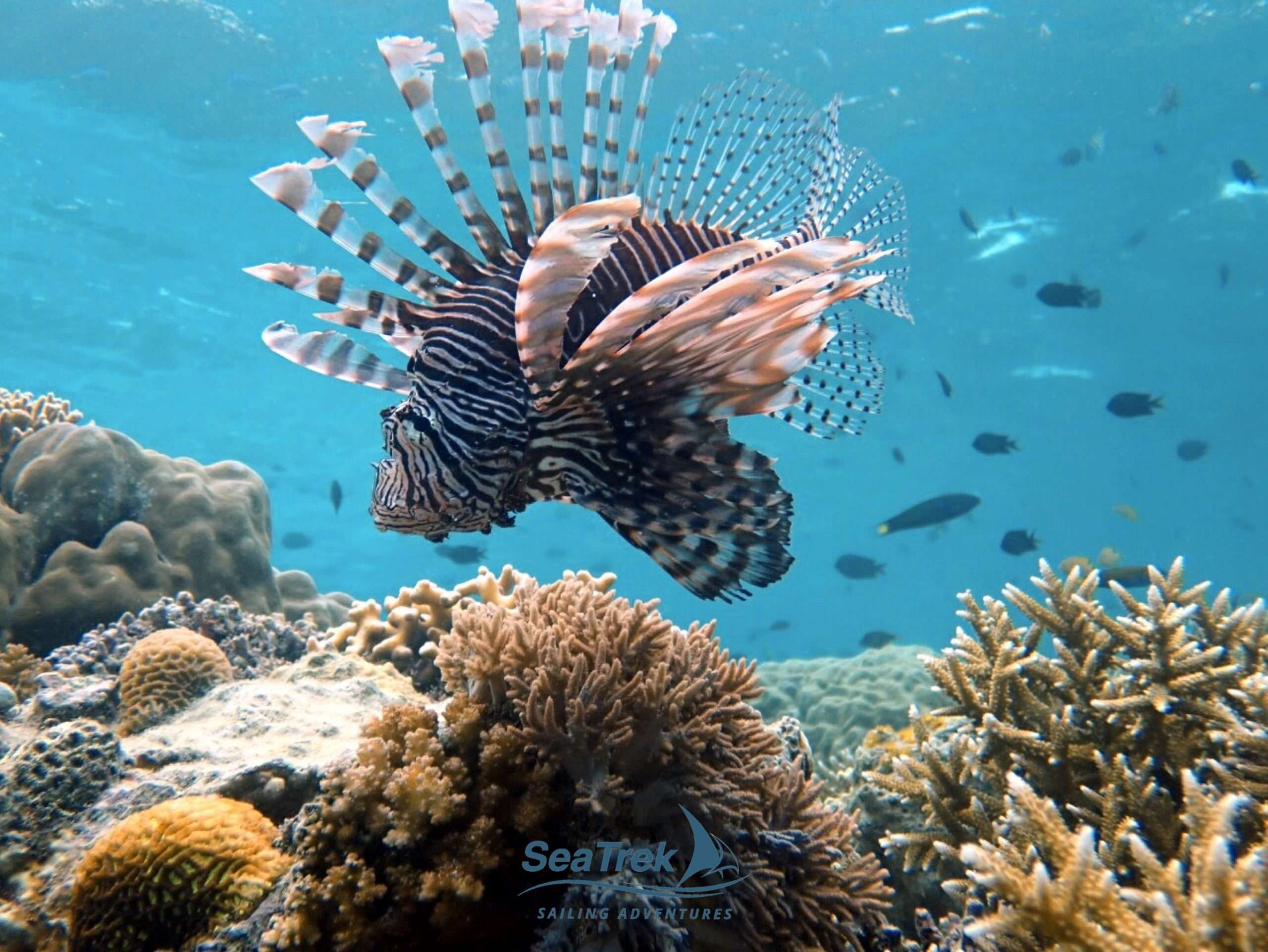 Lionfish.
