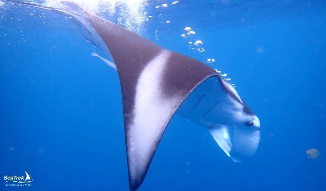 beautiful giant manta ray in komodo island
