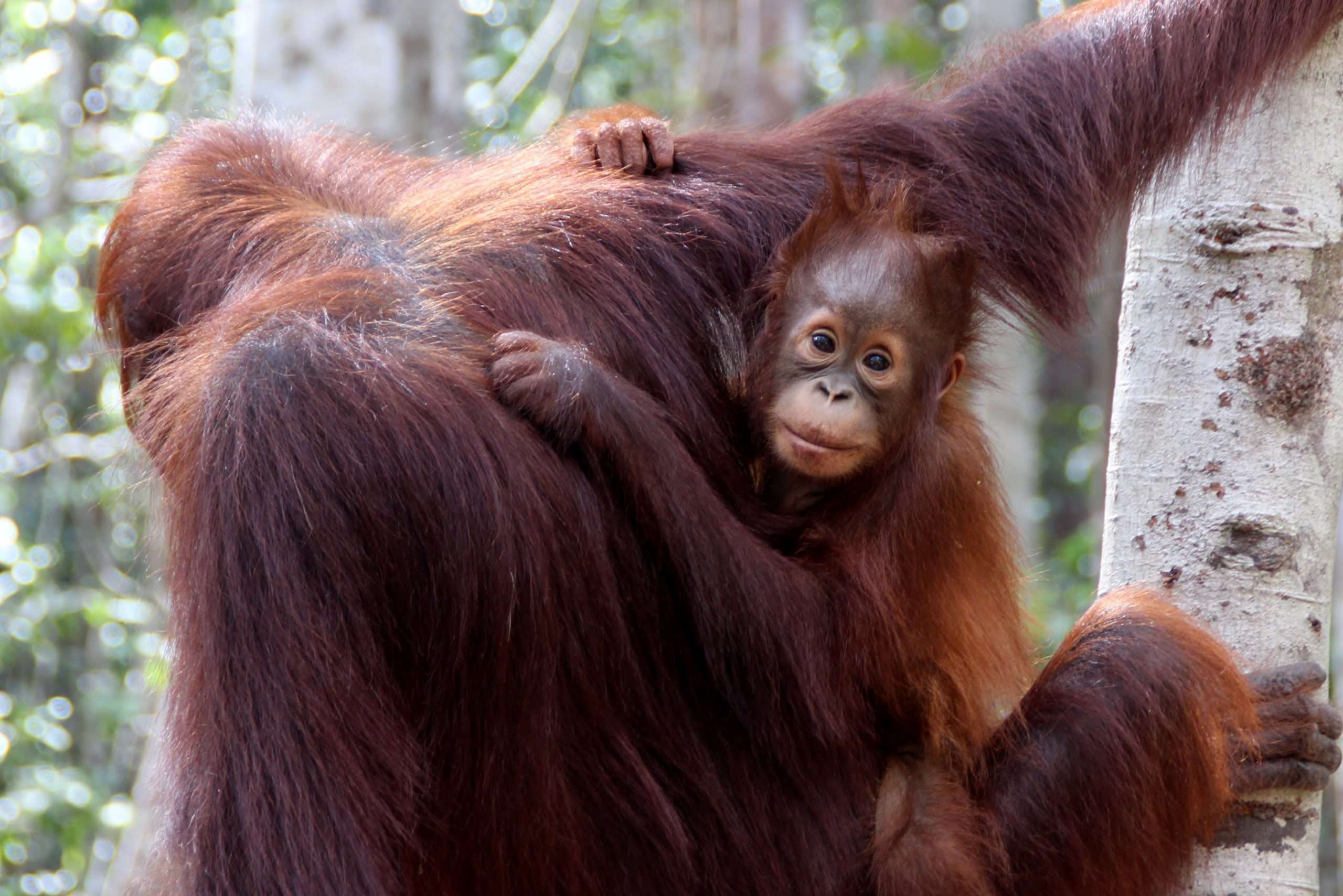 Orangutan baby
