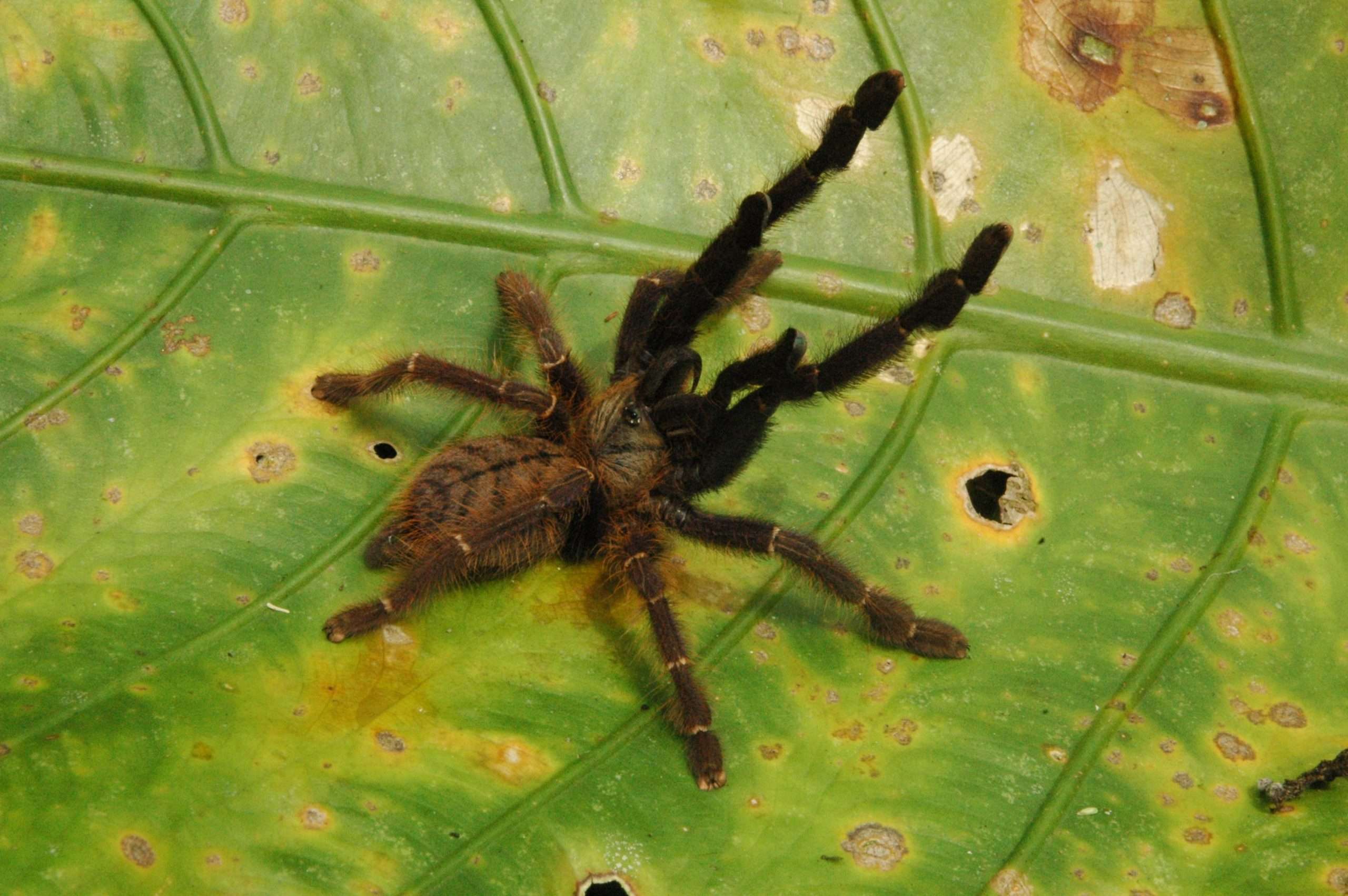 This female tarantula was a new species to be discovered in the area.