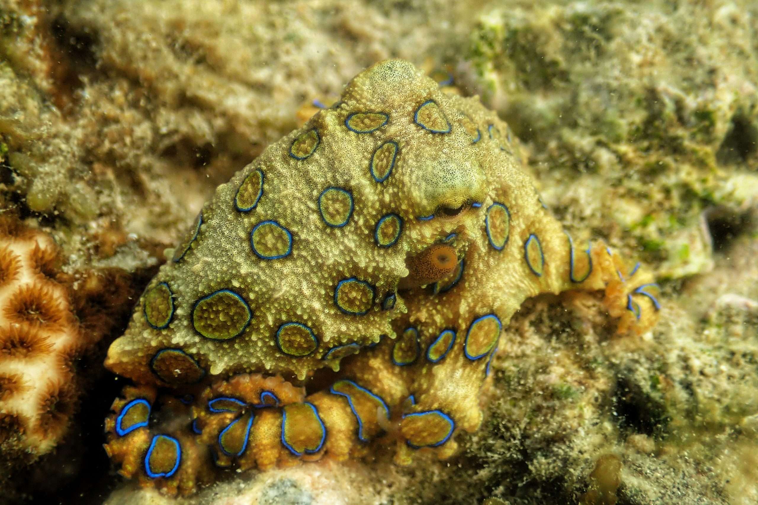 Blue Ringed-Octopus