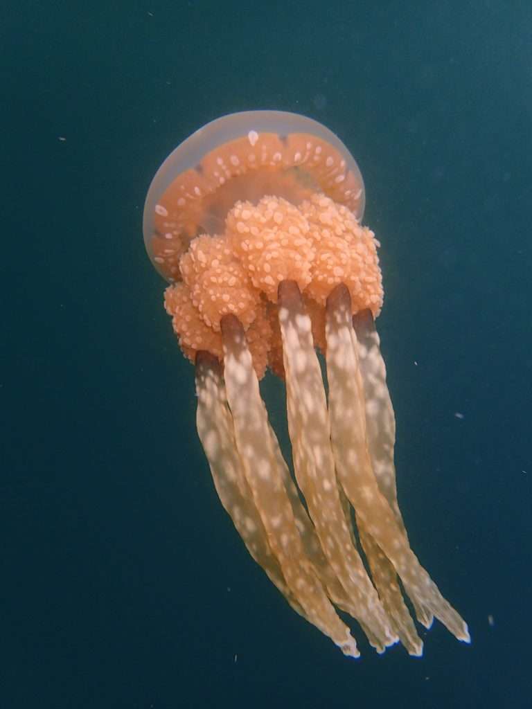 jellyfish