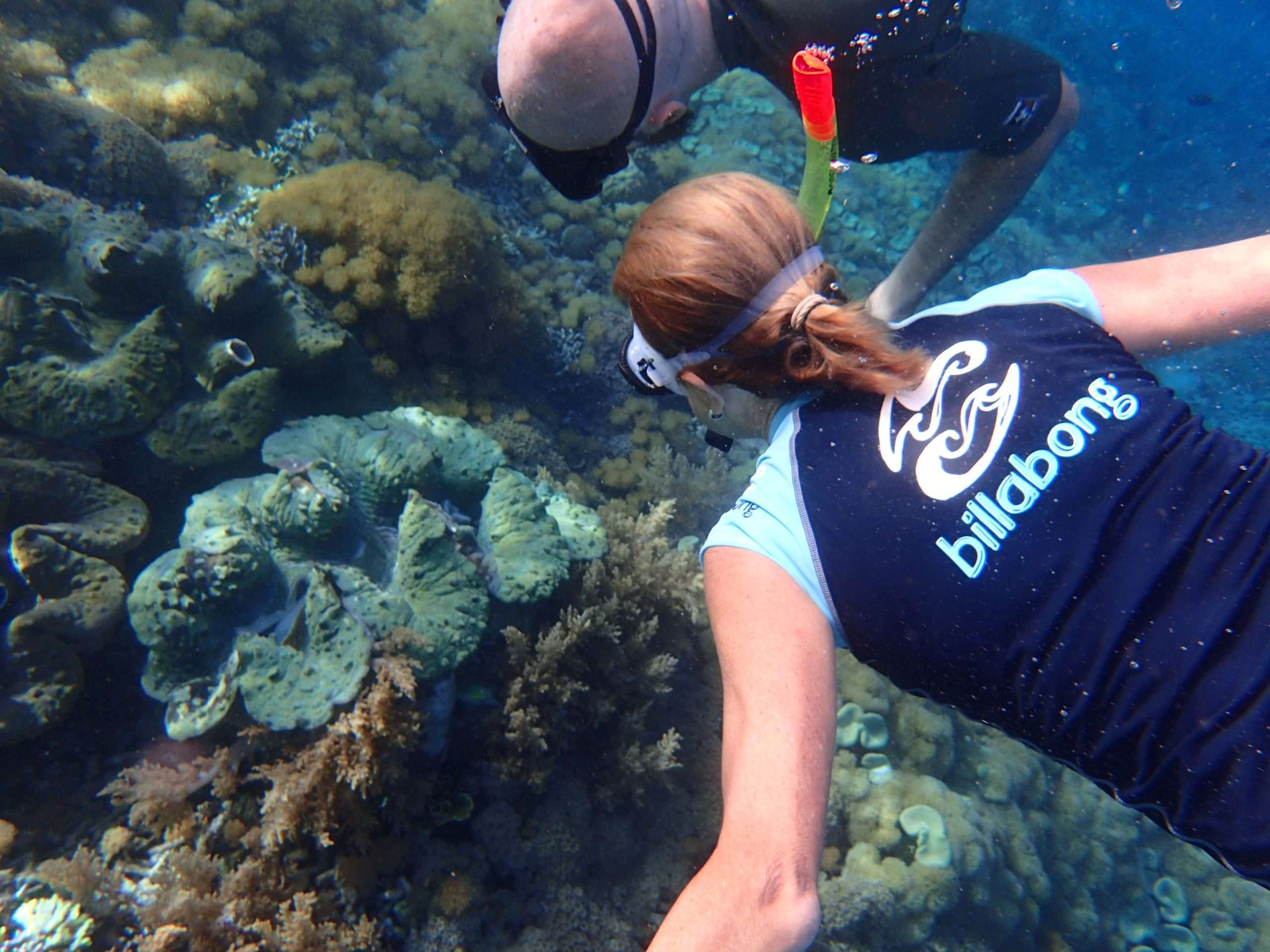 snorkeling, marine life, coral reef, giant clam