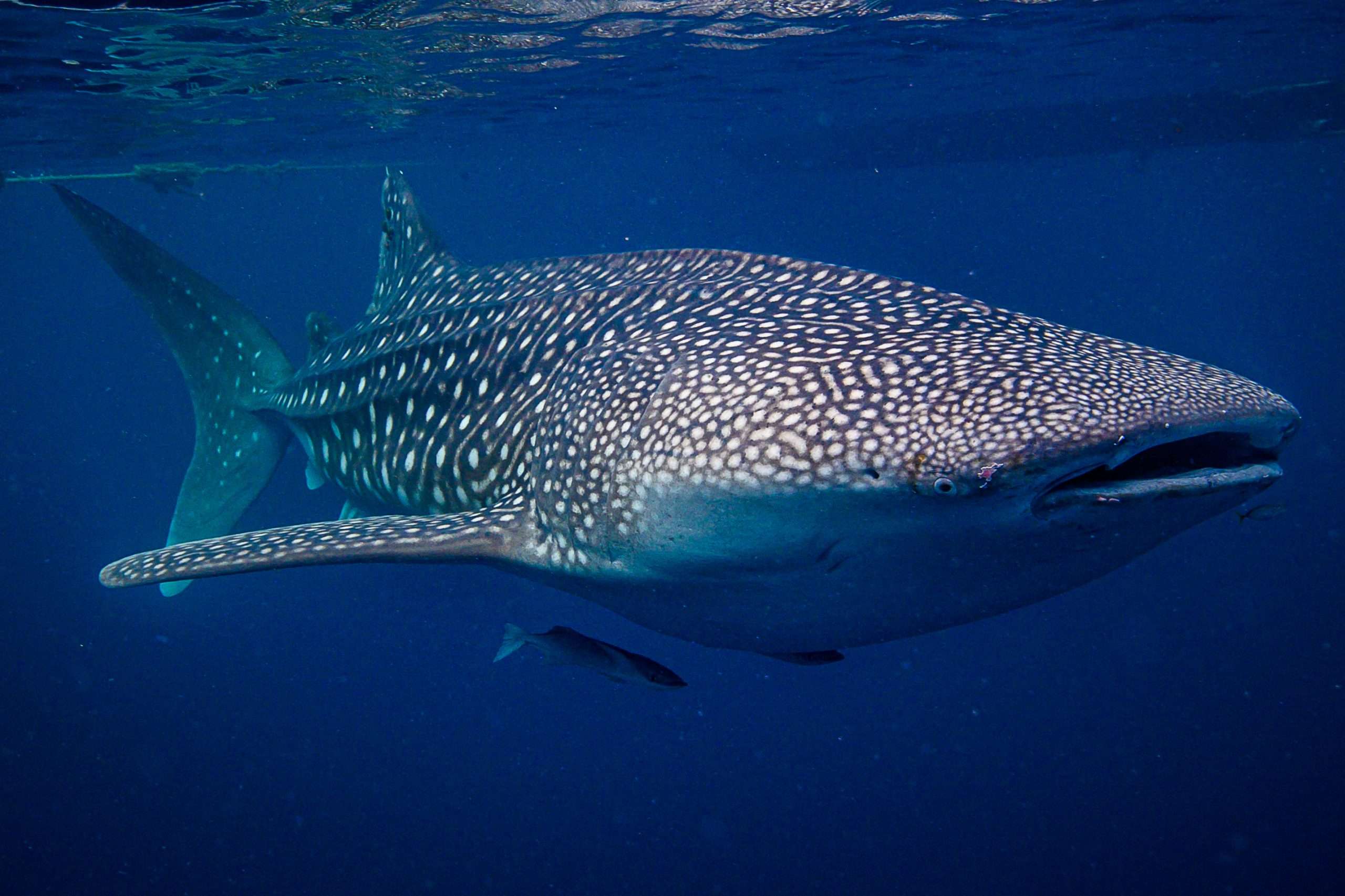 Whale shark