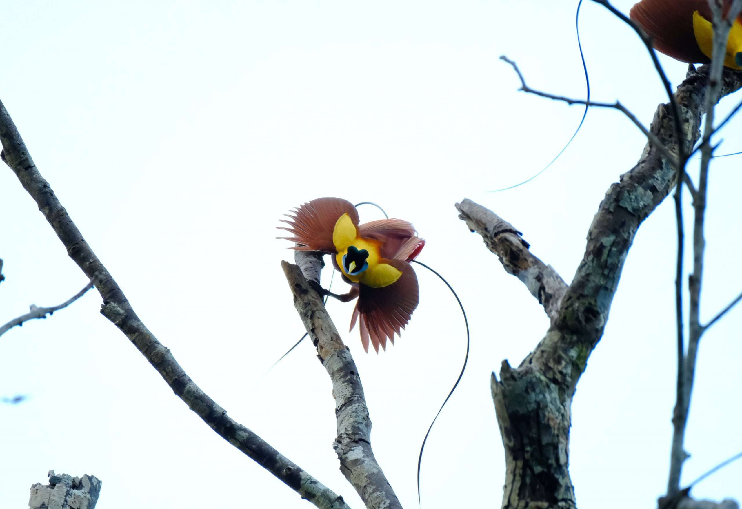 Red bird of paradise