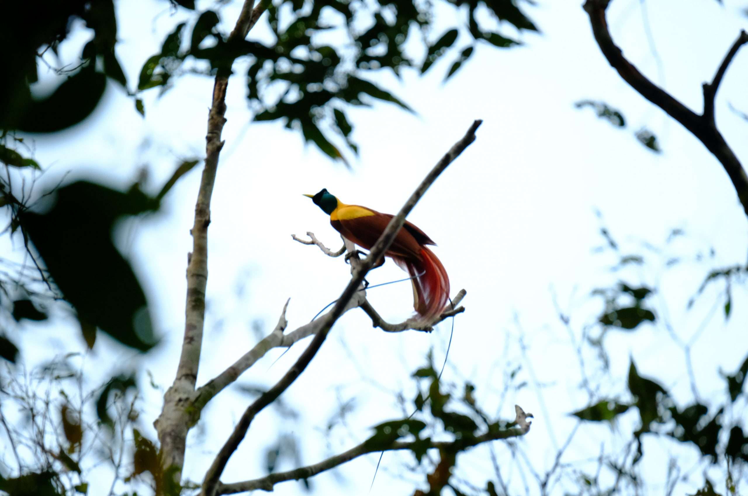 Red bird of paradise