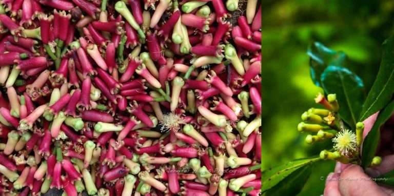 Red Cloves