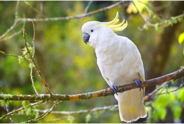 A Cockatoo in Komodo Island cockatoo