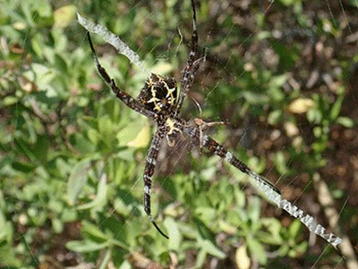 The male and female Argiope sp.