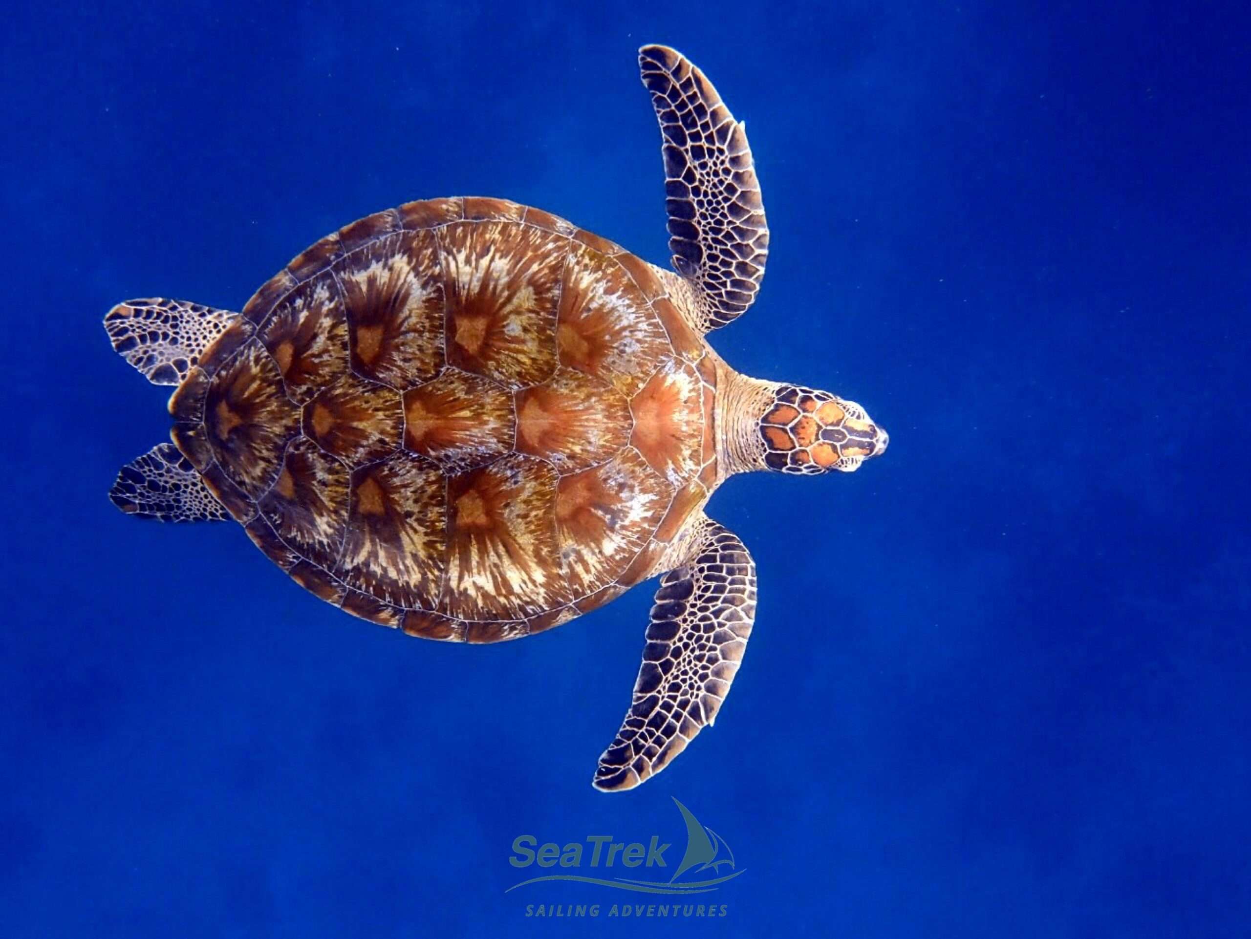 swimming with sea turtle