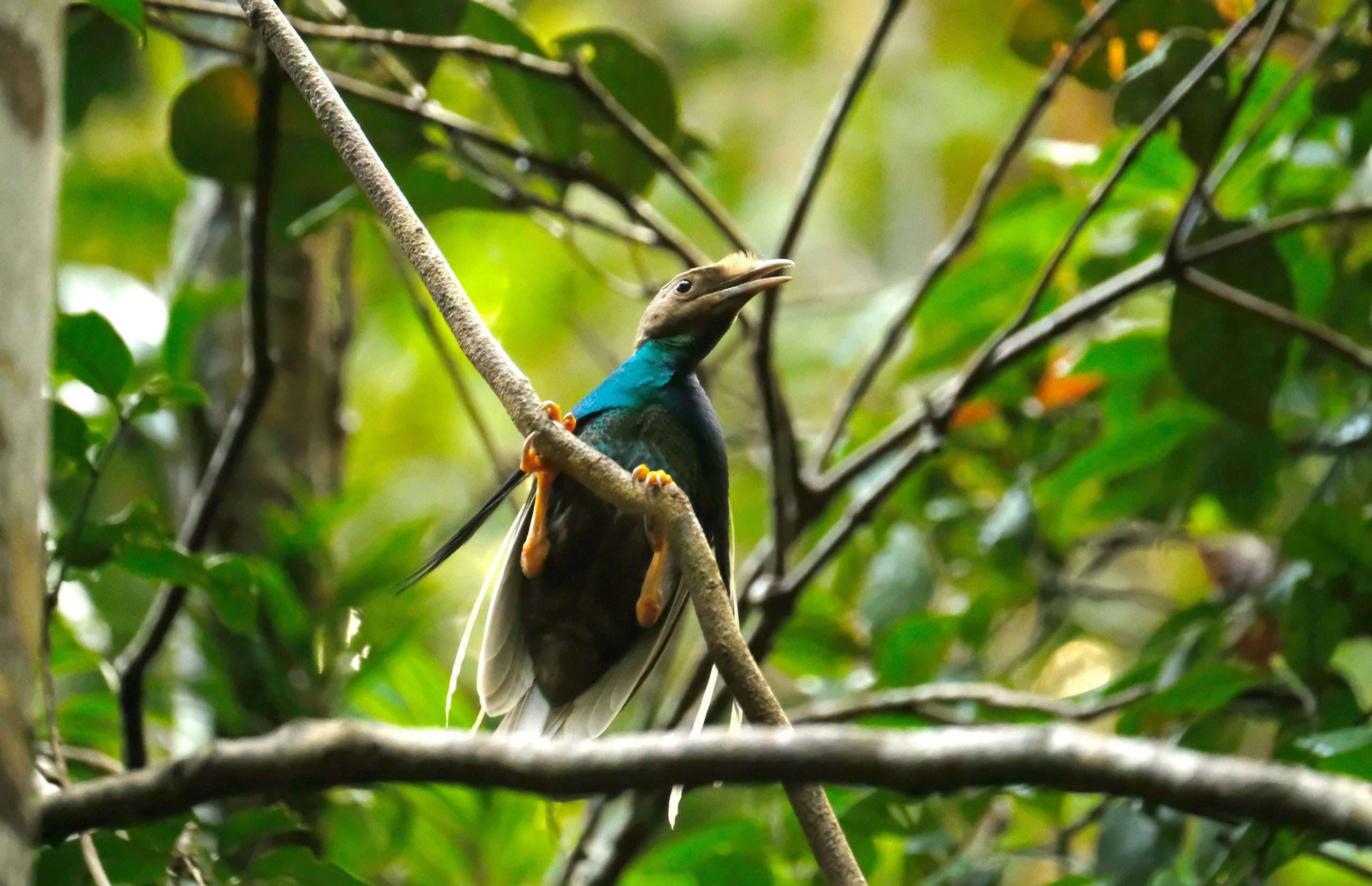 Wallace standardwing bird of paradise
