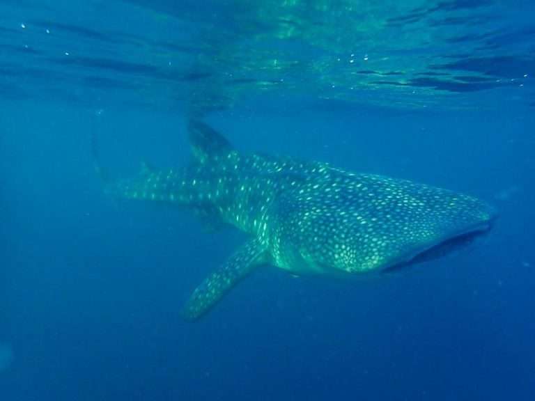 Whale shark 1