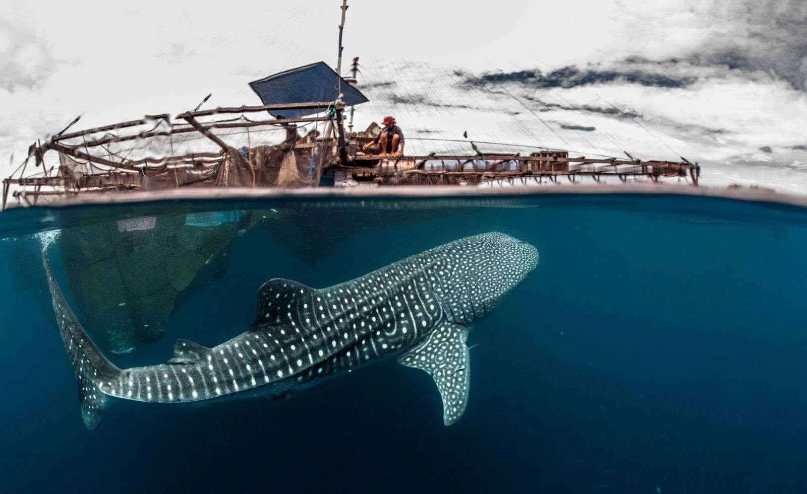 Whale Shark bagan
