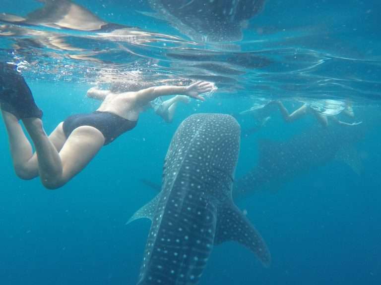 Whale Shark 4