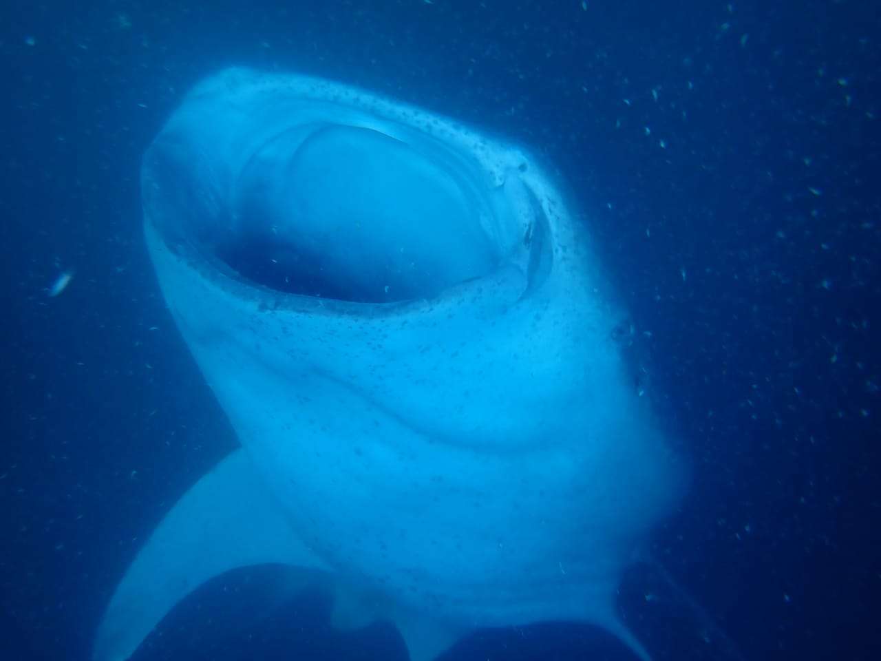 Whale Shark 6