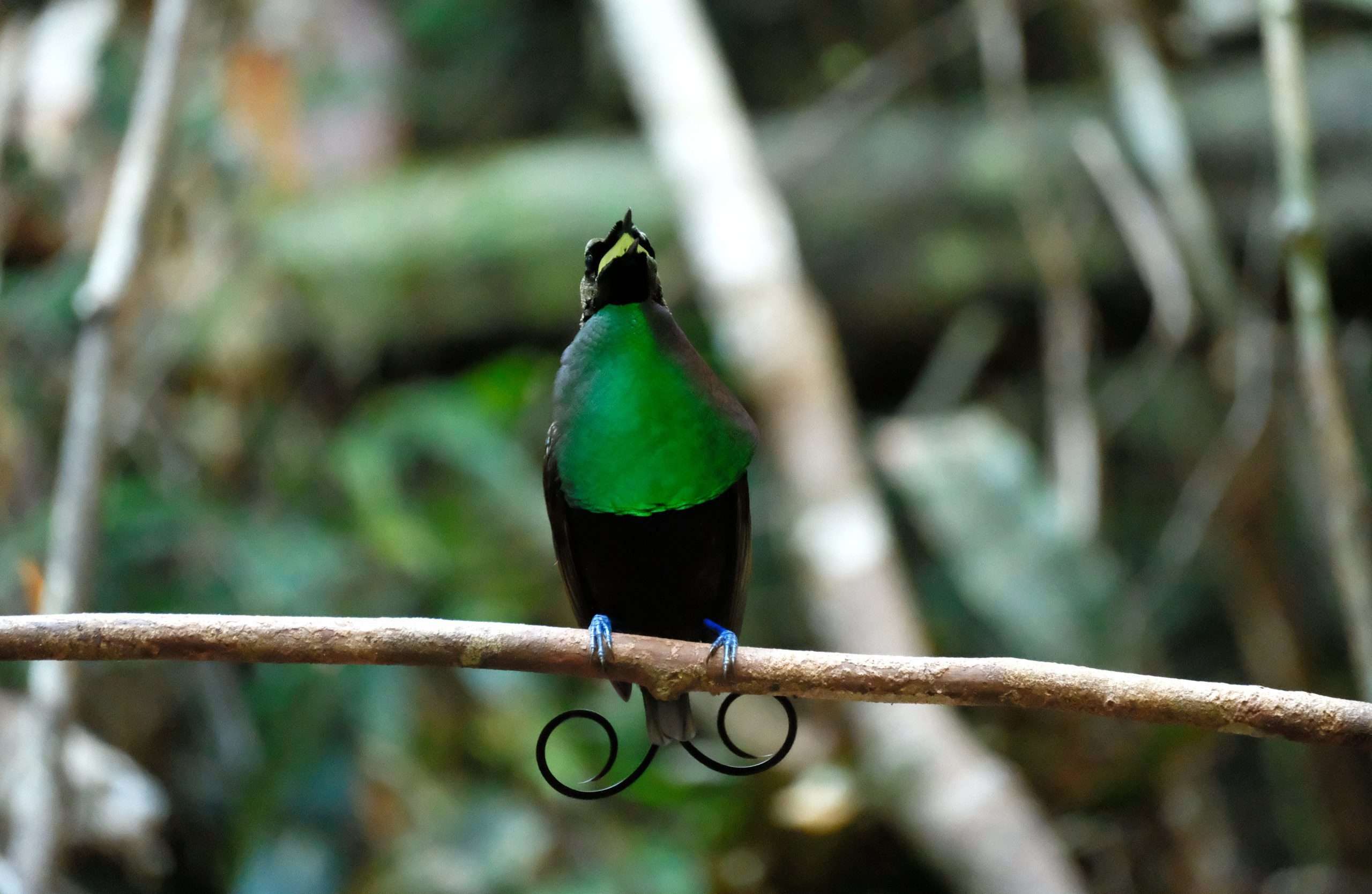Wilson bird of paradise