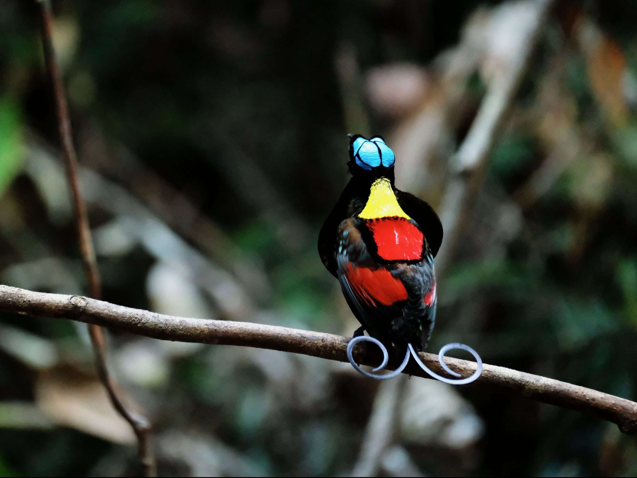 Wilson bird of Paradise