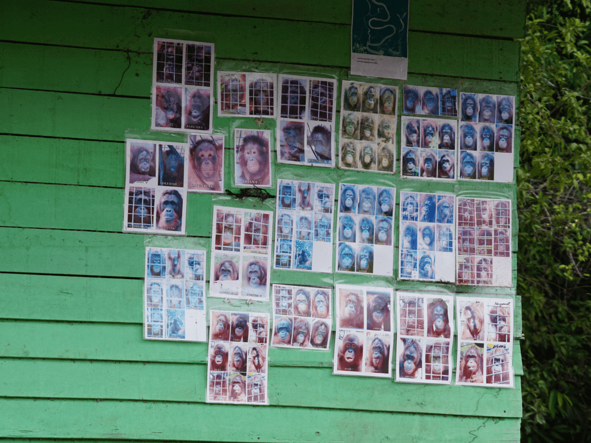 photos of rescued borneo orangutan