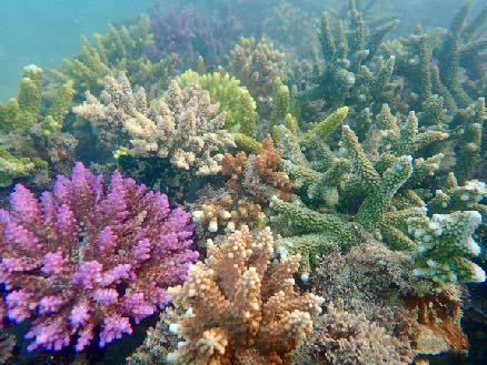 Ocean Gardener Coral Racks in Candidasa, Bali