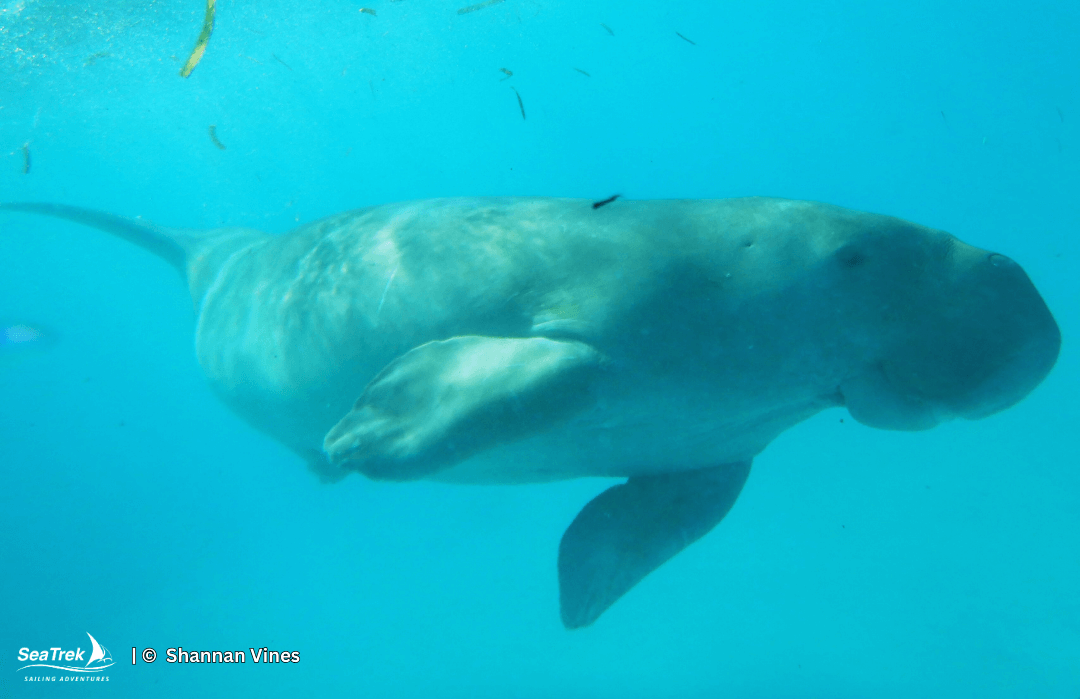 a dugong from alor called mawar or mawardi
