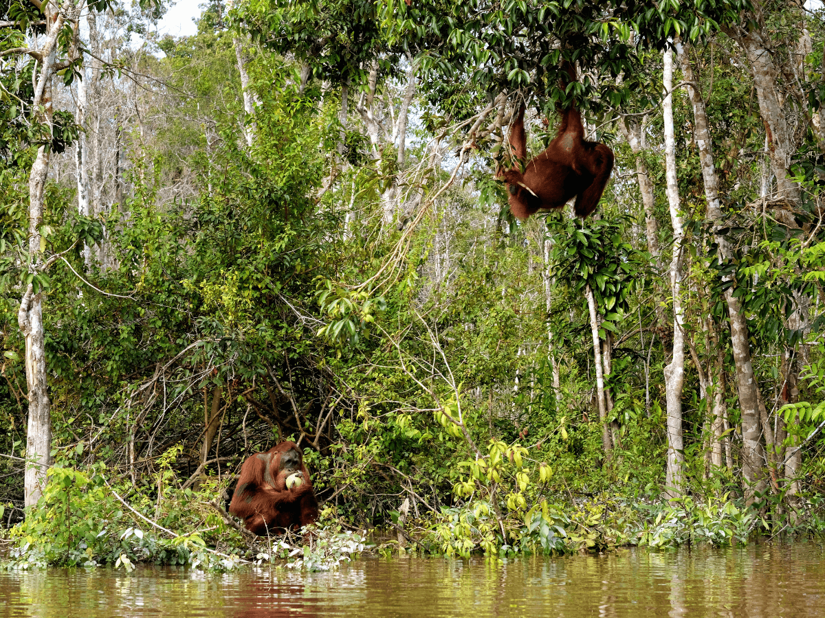 two borneo orangutan