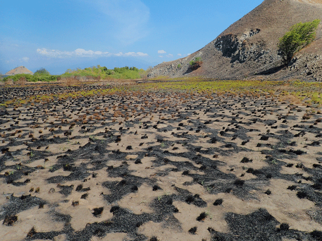 The scrubland, which had at some time fallen victim to fires, shows signs of recovery.