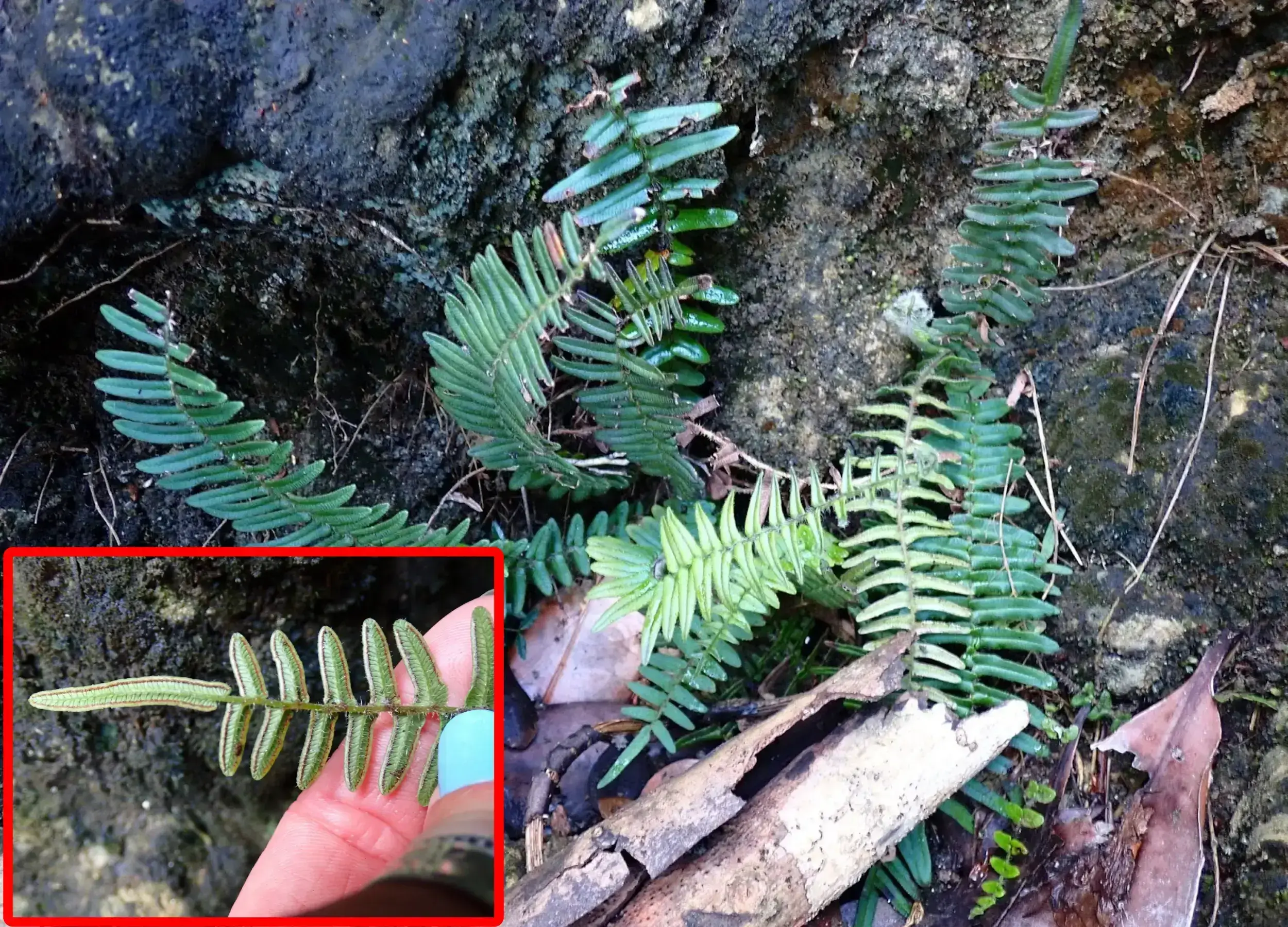 Pteris zippelii, a fist for iNaturalist. Note: Ferns require a photo of the underside.
