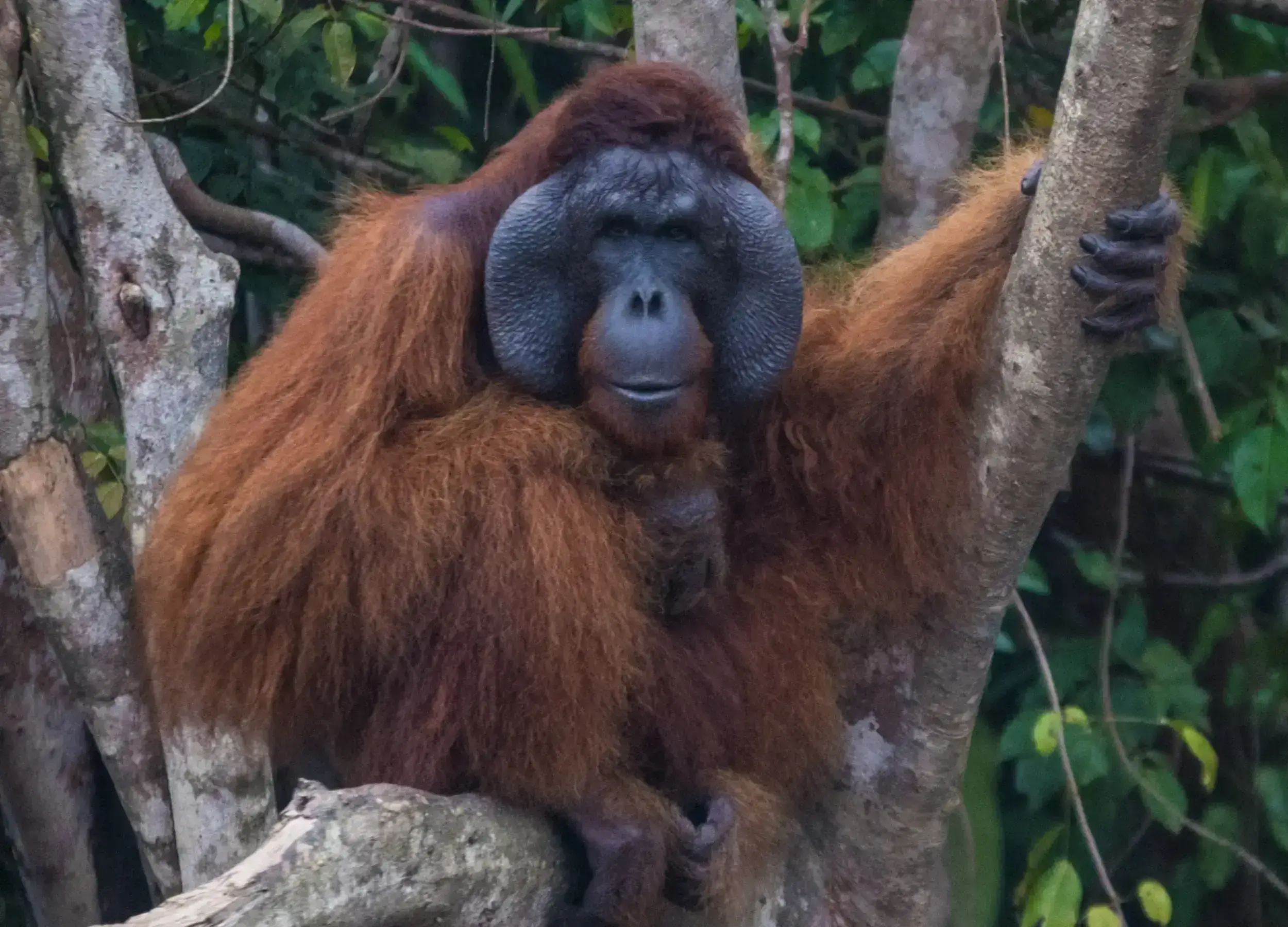 Bornean Orangutan in Kalimantan