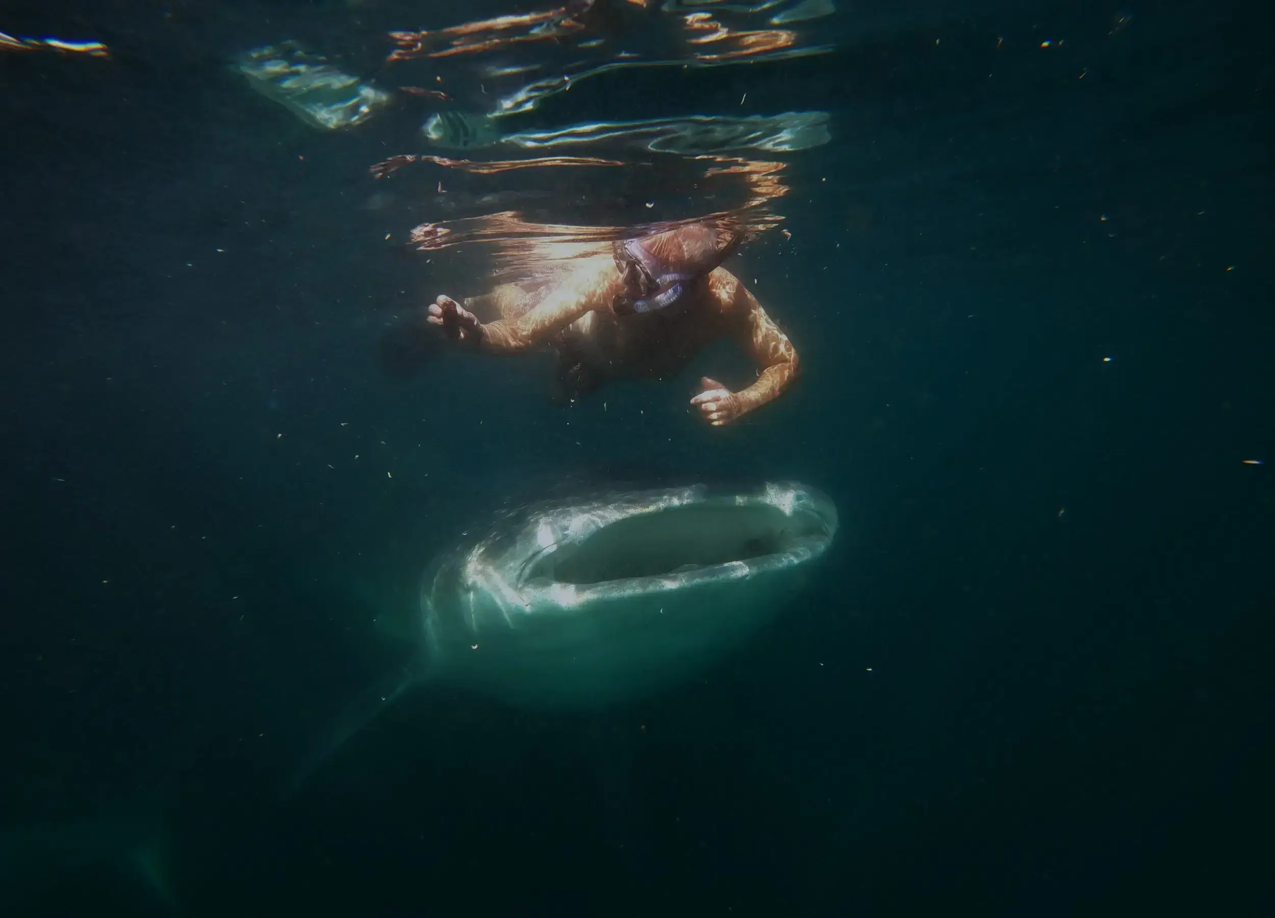 SeaTrek family holiday swimming with whale sharks