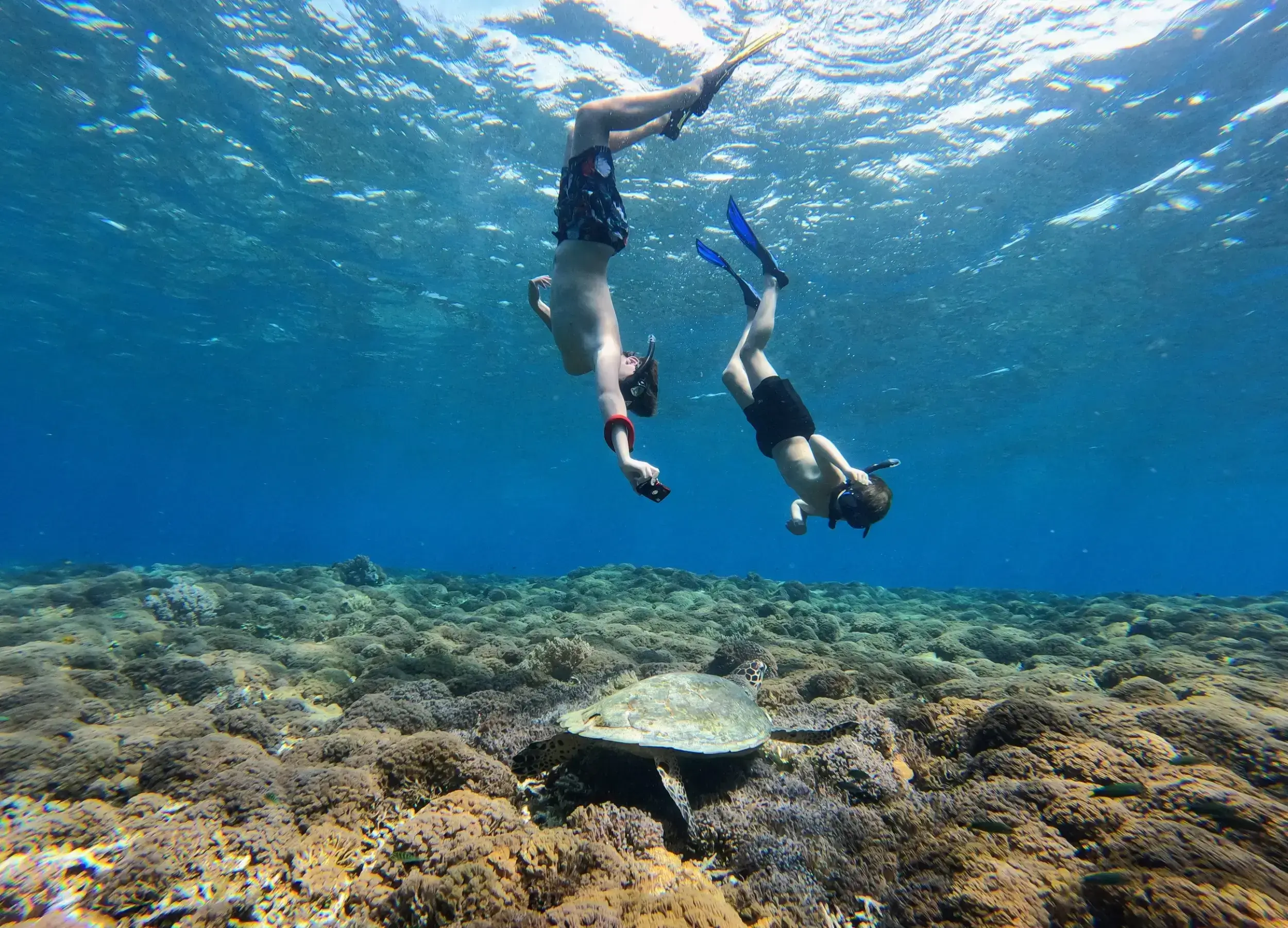 Family Snorkeling with Turtles in Komodo
