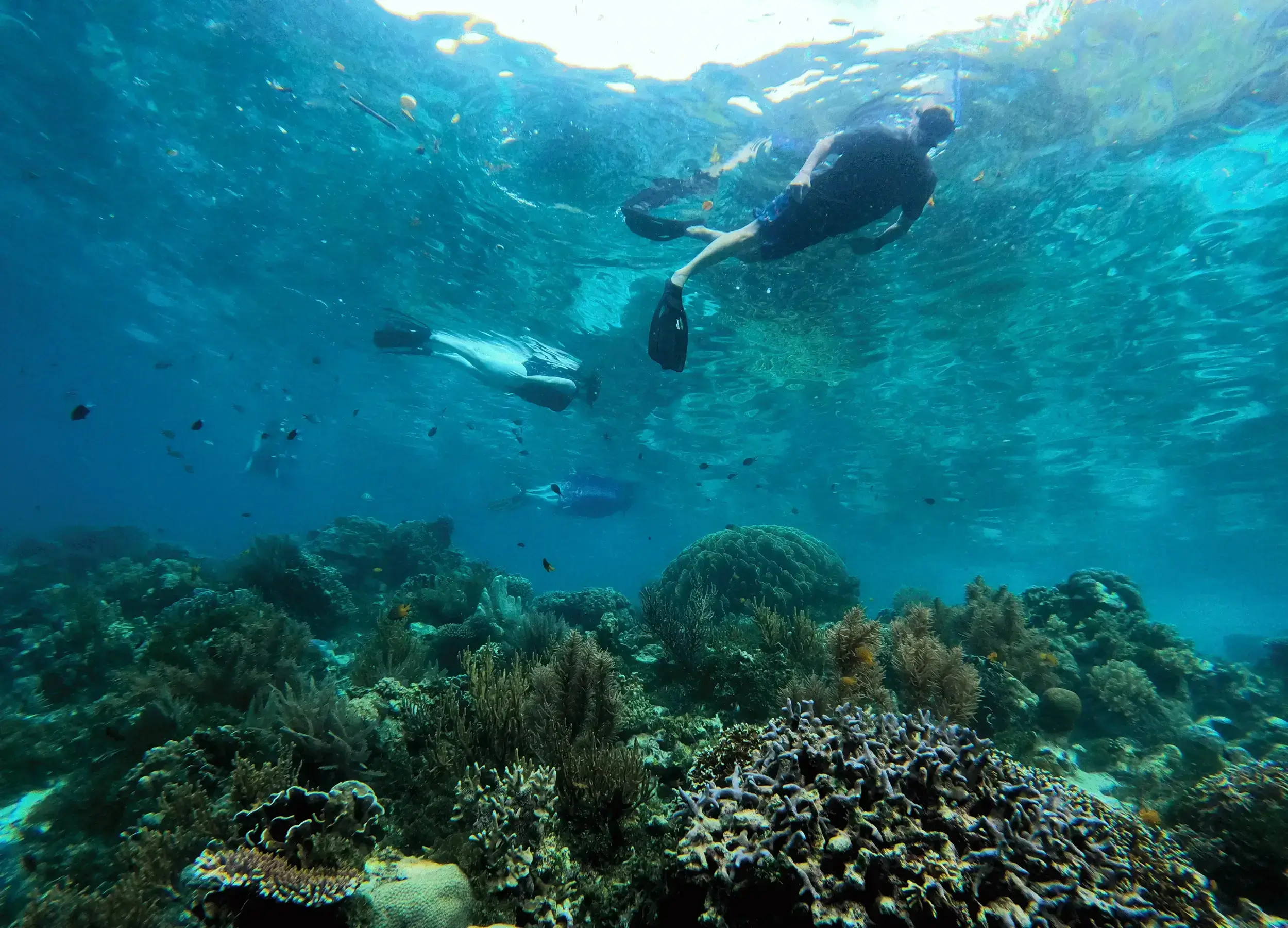 SeaTrek guests snorkeling in Ternate